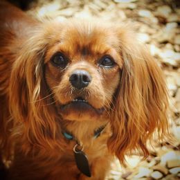 Morgan - Cavalier King Charles Spaniel