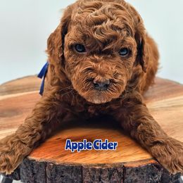 Apple Cider - Red  male Poodle puppy in Salem, Missouri from Meadowbrook Poodles