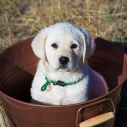 Labrador Retriever Puppies from Katrina Tolbert