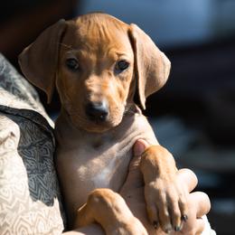 Rhodesian Ridgebacks from Brondiki Ridgebacks