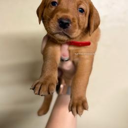 Red - Yellow male Labrador Retriever puppy in Gillete, Wyoming from Red Prairie Retrievers