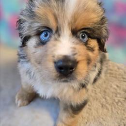 Hank - Blue merle male Miniature Australian Shepherd puppy in Church Hill, Tennessee from Hippie Dog Haven