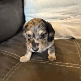 Dachshund Puppies from Birkin’ Paws
