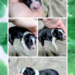 Australian Shepherd and Great Dane Puppies from AEW Farm