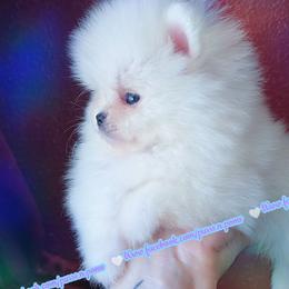 Luxe - White male Pomeranian puppy in Albany, Oregon from Purrs N Poms