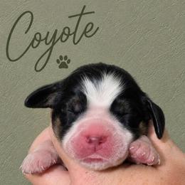 Coyote - Tri-Roan male English Springer Spaniel puppy in Fort White, Florida from Thunderbird Springers
