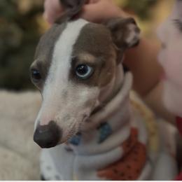 Italian Greyhound All Grown Up from Shanda's Italian Greyhounds