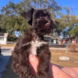 Star - Liver female Miniature Schnauzer puppy in Tampa, Florida from PNQ Breeding
