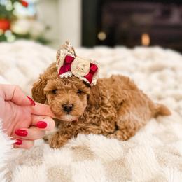 Rizz - Apricot female Poodle puppy in Chapel Hill, North Carolina from Cyndi’s Poodles