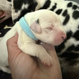 Girl 3 - White and black female Dalmatian puppy in Newfoundland, Pennsylvania from Poconopaws