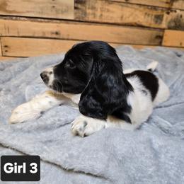 Lilly - Piebald female Dachshund puppy in Marionville, Missouri from Pamela's Dachshunds