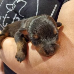 Rottweiler Puppies from Winter's Fate Kennels