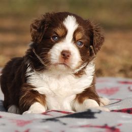 Miniature Australian Shepherd Puppies from Another Day Kennel at Cassel Ranch