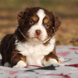 Miniature Australian Shepherd Puppies from Another Day Kennel at Cassel Ranch