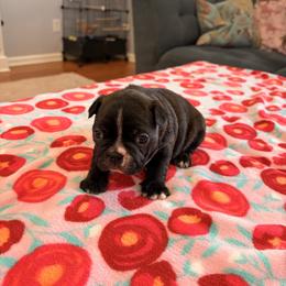 Alberta - Black brindle and white female Boston Terrier puppy in Leonard, Kentucky from Bluegrass Boston Terriers
