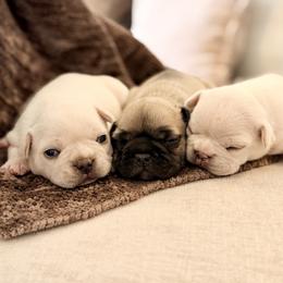 French Bulldog Puppies from Country Farm Frenchies
