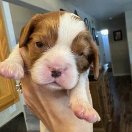 PJ - Blenheim female Cavalier King Charles Spaniel puppy in Oakley, California from Caloobanan Cavaliers