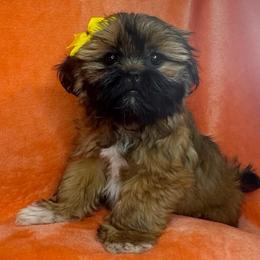 Truffle - Brindle female Shih Tzu puppy in Oak Park, California from Boodaboo Shih Tzu’s