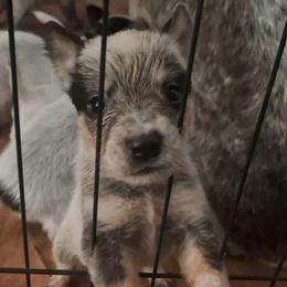 Gandalf (AKC) - Blue male Australian Cattle Dog puppy in Marana, Arizona from Impact 3rd Australian Cattle Dogs