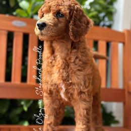 Rioja - Red  female Poodle puppy in Spring Hills, Florida from The Olympus Standard Poodle