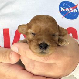 Annie - Red female Cavapoo puppy in Boardman, Ohio from Taliaferro Kennel