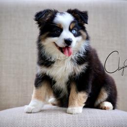 Willow - Black tri female Miniature Australian Shepherd puppy in Prague, Oklahoma from Clay Creek Aussies