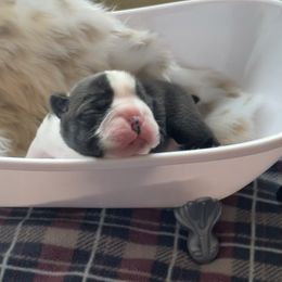 Boston Terrier Puppies from Angie's Little Bostons