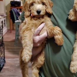 Goldendoodle Puppies from MKC