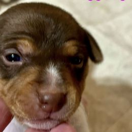 Rat Terriers from Rat Terrier's of Aiken