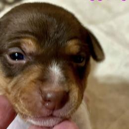 Rat Terriers from Rat Terrier's of Aiken