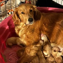 Male 1 - Golden male Golden Retriever puppy in Montrose, Michigan from Spraggins Sweet Acres