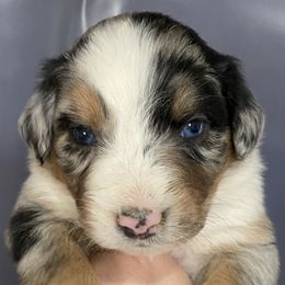 Boy 1 - Australian Shepherd puppy in Tulsa, Oklahoma from Lucky Penny Aussies and Lucky Penny Transport