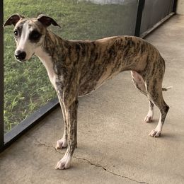 Whippets from Beloved Whippets