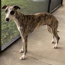 Whippets from Beloved Whippets