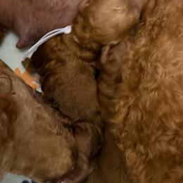Hazel - Red  female Poodle puppy in Mount Vernon, Illinois from AMC Poodles