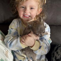 Chihuahua Puppies from Cloud9 Chihuahuas