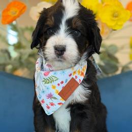 Alexa - Tri-color female Bernedoodle puppy in Yuciapa, California from AlltheDoodlez_
