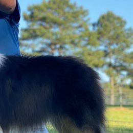 Australian Shepherds from Cedar View Farms