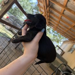 Pink - Brindle female Dachshund puppy in Valliant, Oklahoma from TM7 Dachshund's