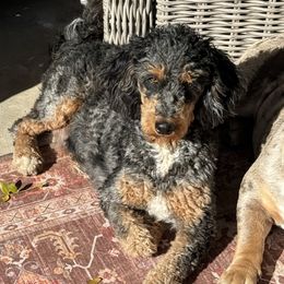 Ruby - Bernedoodle