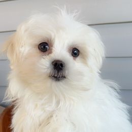 Maltese from Mia Lucky Maltese