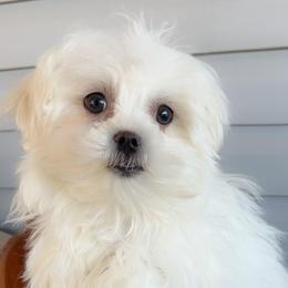Maltese from Mia Lucky Maltese