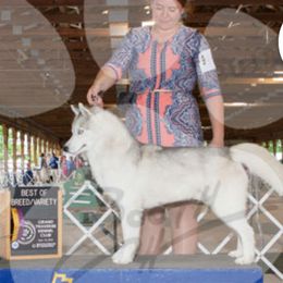 Siberian Huskies from Vibe’s Siberians