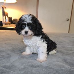 Bandit - Tri-color male Cavapoo puppy in Copan, Oklahoma from Tatums cavapoos