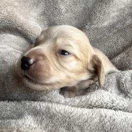 Cream Boy - Cream male Dachshund puppy in Fieldbrook, California from Honeydox Miniature Dachshunds