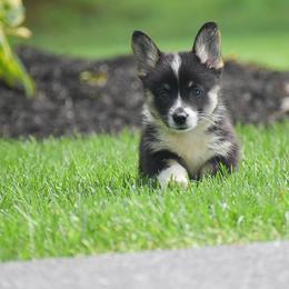 Hershey - Black and tan female Pembroke Welsh Corgi puppy in Lititz, Pennsylvania from GoldStar Corgis (License Number 18519)