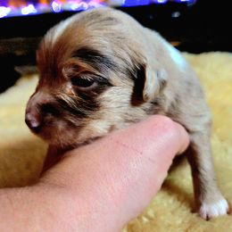 Australian Shepherd Puppies from The Fieldstead's Aussies