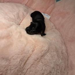 Dark enchantment 2200 pet only 3200 full akc - Brindle male Dachshund puppy in Bristol, Tennessee from It's Mini Wieners Baby