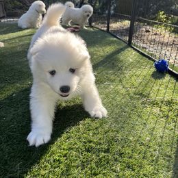 Samoyed Puppies from The Floof Brigade