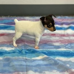 Toy Fox Terrier Puppies from FritzFox Toy Fox Terriers